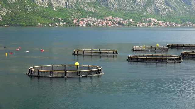 Mussel and oyster farm  with the Longline (rope) culture of cultivation. Kotor Bay, Montenegro.