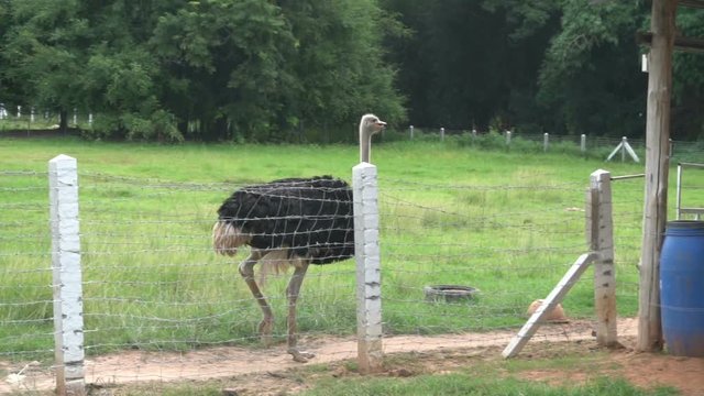 Ostrich walking in the field