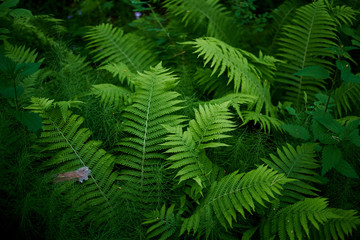Perfect natural fern pattern. Beautyful ferns leaves green foliage natural floral fern background