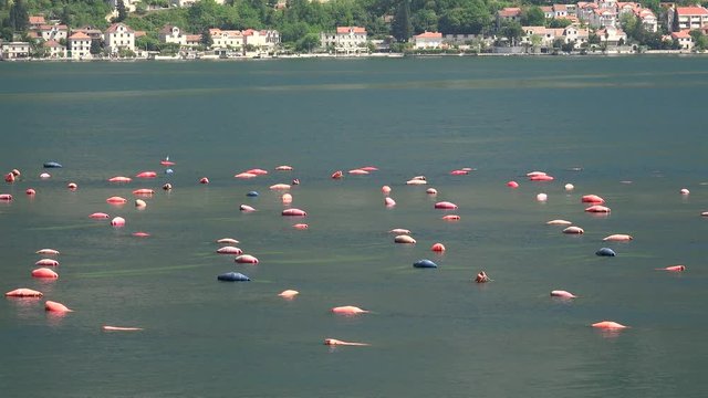 Mussel and oyster farm  with the Longline (rope) culture of cultivation. Kotor Bay, Montenegro.