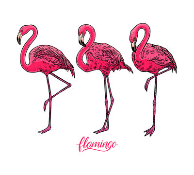 set of cute flamingos
