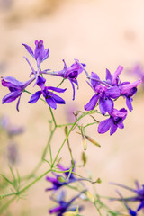 Consolida regalis flowers, known as Forking Larkspur