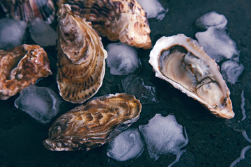 Oysters  with ice on dark background