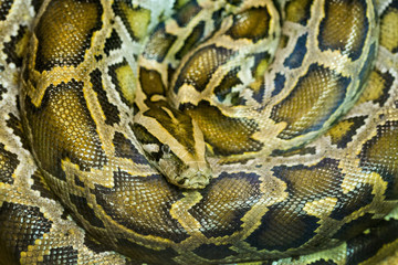 Colorful patterns and skin of python