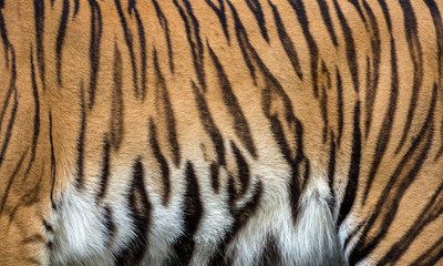 Fototapeta premium Kolorowe wzory skóry tygrysa.