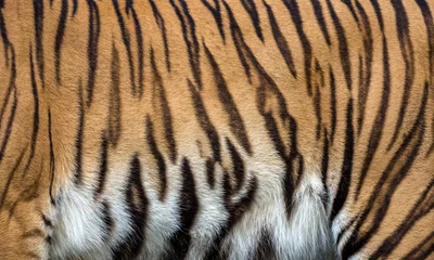 Zelfklevend Fotobehang Colorful patterns of tiger skin. © MrPreecha