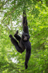 Gibbons  (Siamang) are hanging on a tree. © MrPreecha