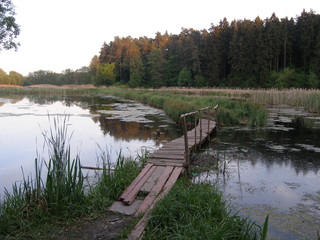 Summer landscape with a lake