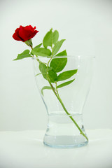 vase with red rose in high key