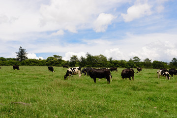 山梨県北杜市　八ヶ岳牧場
