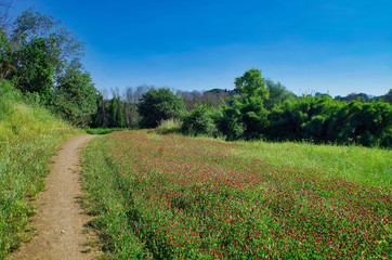 Fototapeta na wymiar a field of red flowers