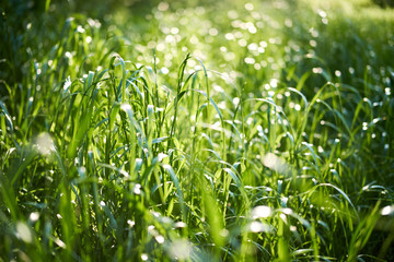 Fresh green summer grass with closeup. Sun. Soft Focus. Abstract nature summer background. Environment concept, lawn.