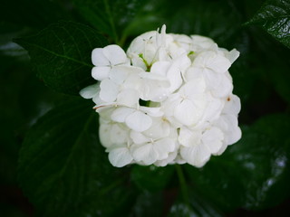 white rose bush