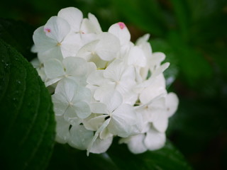 white flower