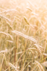 Barley field in summer