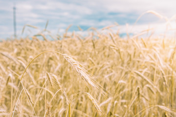 Barley field in summer