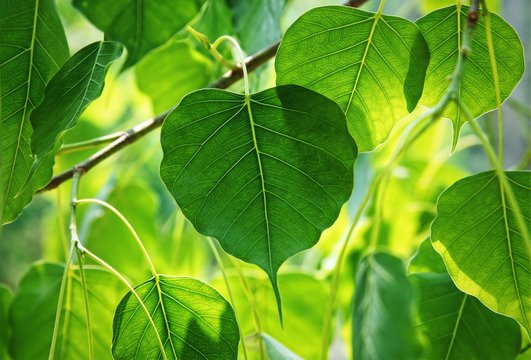 Bodhi tree leaves on nature background