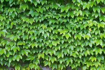 wall covered with green creeper plant