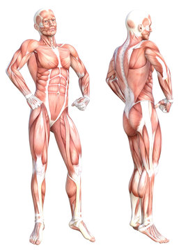 Conceptual anatomy healthy skinless human body muscle system set. Athletic young adult man posing for education, fitness sport, medicine isolated on white background. Biology science 3D illustration