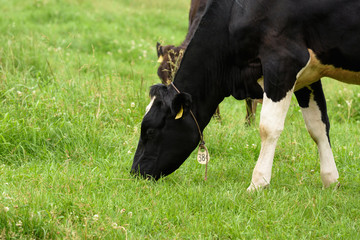 山梨県北杜市　八ヶ岳牧場の牛