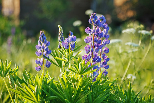 Background of beautiful wildflowers in summer weather