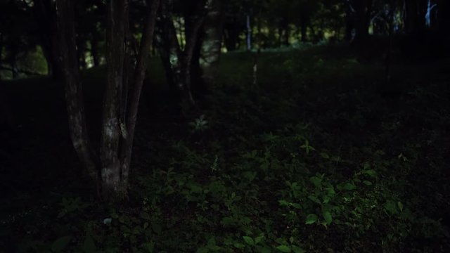 Fireflies (Himebotaru/Luciola parvula) Flying about in a Forest in the Dead of Night