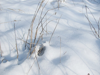 new snow covered last year s grass in the winter