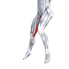 Concept conceptual 3D illustration fit strong front upper leg human anatomy, anatomical muscle isolated white background for body medical health tendon foot and biological gym fitness muscular system