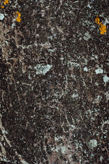 Texture tree, mountain ash with moss