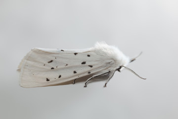 White shaggy moth