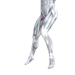 Concept conceptual 3D illustration fit strong front upper leg human anatomy, anatomical muscle isolated white background for body medical health tendon foot and biological gym fitness muscular system