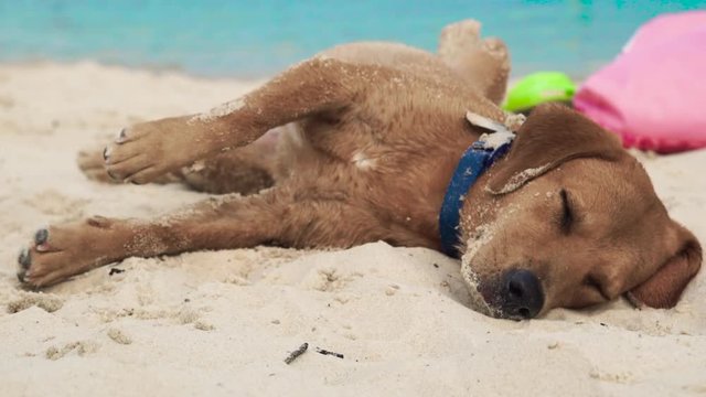 Cute dog lying on sand on sea beach. Funny dog sleeping and drowsing on summer beach on sea background.