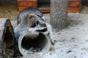 Procyon lotor, raccoon, racoon, common raccoon, North American raccoon, northern raccoon