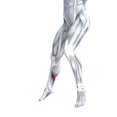 Concept conceptual 3D illustration fit strong front lower leg human anatomy, anatomical muscle isolated white background for body medical health tendon foot and biological gym fitness muscular system