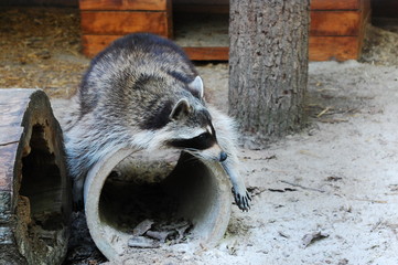 Procyon lotor, raccoon, racoon, common raccoon, North American raccoon, northern raccoon
