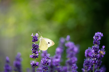 Small White Butterfly