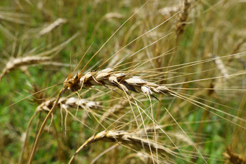 Ripe ears of rye in the field