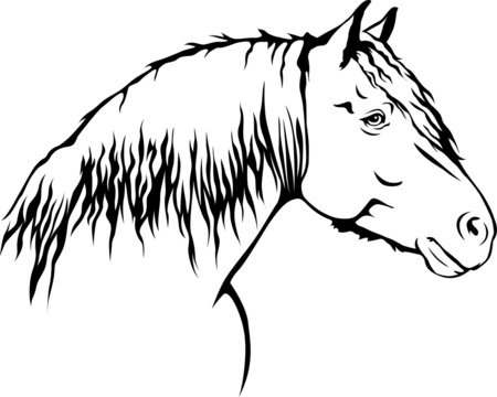 Haflinger - Pferd
