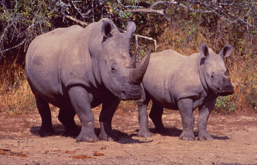 South Africa: Two endangered rhinos, mother and child in the bush