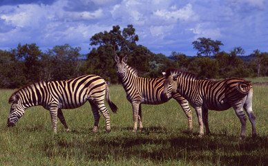 Fototapeta na wymiar South Africa: Three zebras in the wilderness of Shamwari Game Reserve