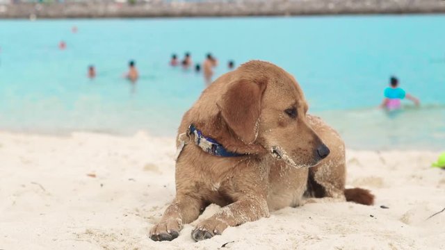 Cute dog lying on sandy beach on sea background. Tired dog drowsing and wants to sleep on sea beach.