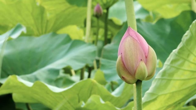 Lotus in the marsh in morning. Footage zoom out.