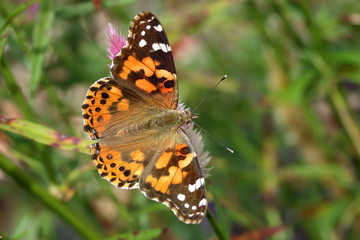 Fototapeta na wymiar A Painted Lady Butterfly feeds on spiky pink Celosia flowers in my garden in late summer. 