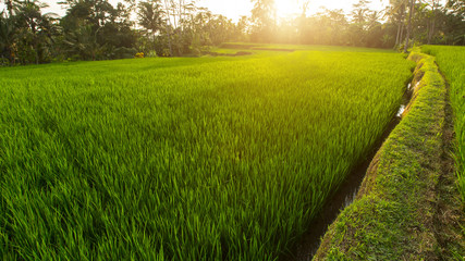 Green rice terraces in Bali island, Indonesia..