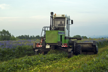 farmer at the harvesting combine mows the field of blooming lucerne on a summer evening