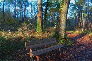 Fototapeta premium forêt