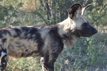 Central Kalahari: Wilddogs are dangerous hunters and killers