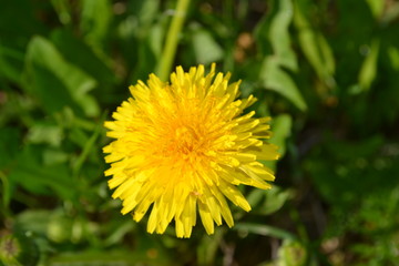Dandelion