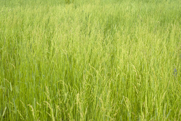 grassy background, texture - summer meadow, green wild grass with spikelets