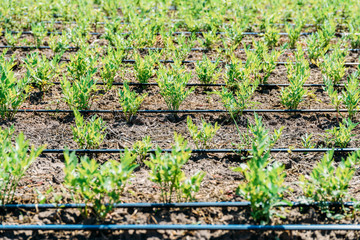 Agriculture Irrigation System On Vegetable Field